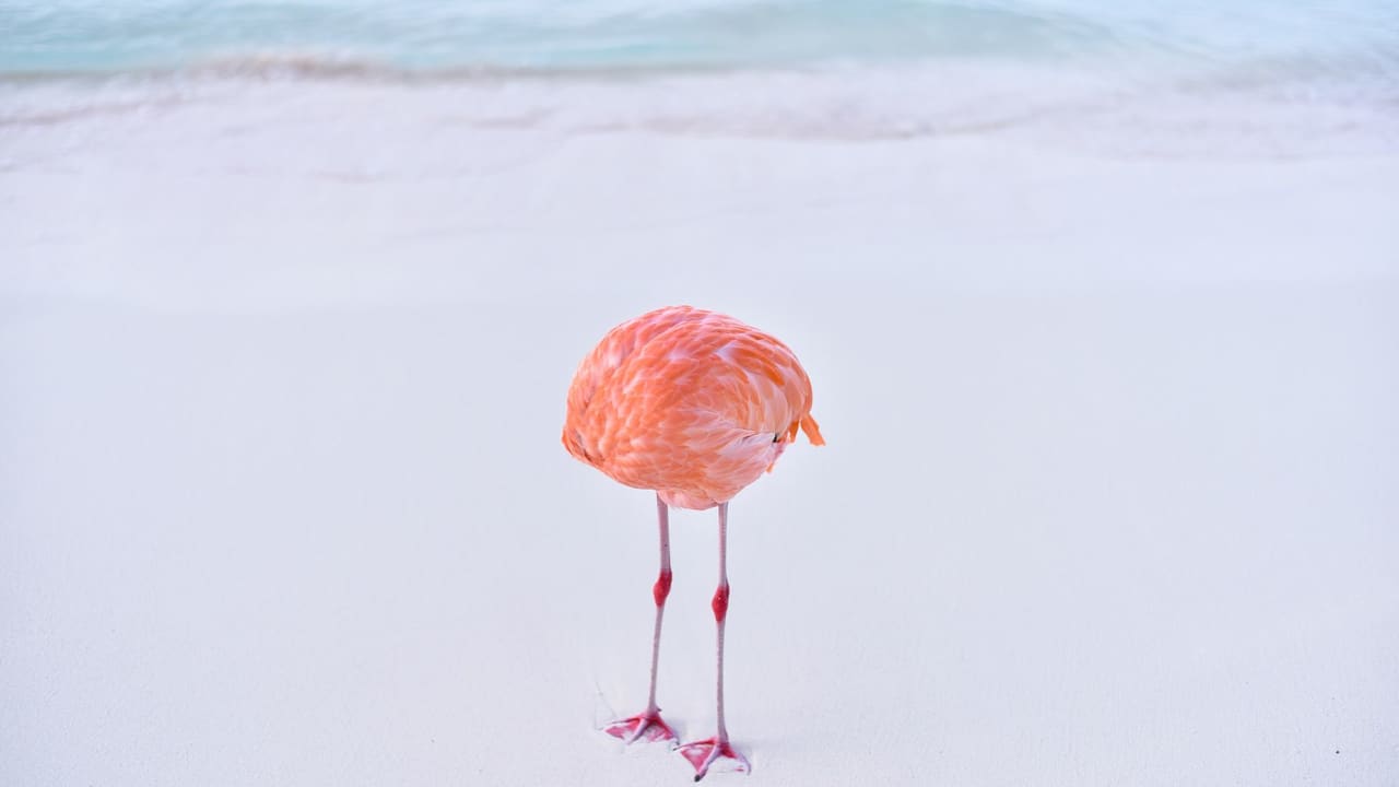 flamingone.jpg