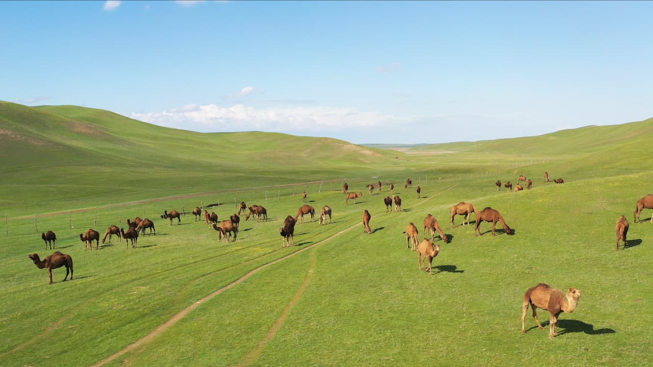 في كازاخستان.. مشهد عجيب للإبل وسط "بحرٍ أخضر"
